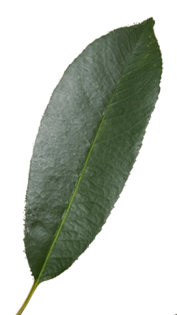leaf