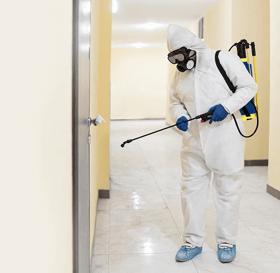 Pest Control Services: