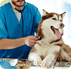 Pet Care